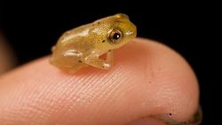 die kleinsten tiere der welt