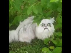 Die Rückkehr der Psychokatze im Garten die rueckkehr der psychokatze im