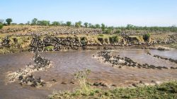 die wanderung vieler gnus im zei