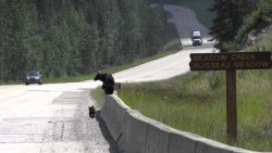 die wollen doch nur spielen die