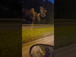 dieser elch in alaska geniesst s