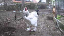 dieser hahn ist wirklich gross