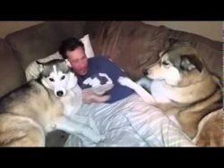 Dieser Hund ist extrem eifersüchtig dieser hund ist extrem eifersuec