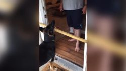 dieser hund lernt es einfach nic