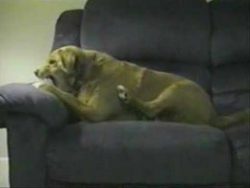 Dieser Hund verteidigt seinen Knochen dieser hund verteidigt seinen kn