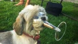 dogs and cats in funny situation