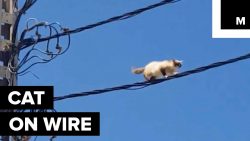 drahtseilakt von der katze auf d
