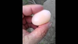 ei ohne schale ausbrueten