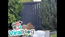 eichhoernchen liebt einfach baum