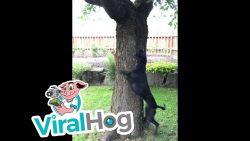 eichhoernchen spielt mit dem hun