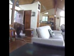 ein baer auf ueberraschungsbesuc