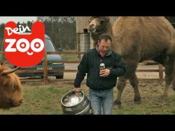 Ein Fisch der Bier trinkt ein fisch der bier trinkt