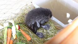 ein kleiner bieber im planschbec