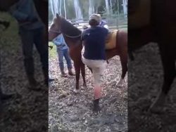 ein man wird von einem pferd gan