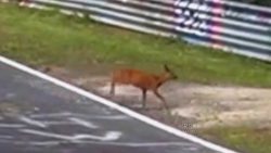 Ein Reh auf der Rennbahn ein reh auf der rennbahn