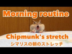 Ein Streifenhörnchen streckt sich nach dem Aufstehen ein streifenhoernchen streckt si