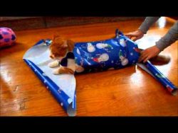 Eine Katze als Geschenk verpacken – so geht es eine katze als geschenk verpacke