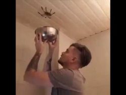 eine spinne zu fangen geht schie