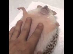 einen igel streicheln