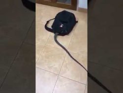 einen sack schlangen ausschuette