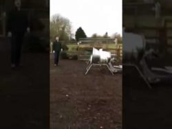 einen weihnachtsbaum verpacken