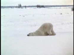 eisbaer geht am montag zur arbei