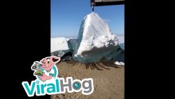 eisscholle schiebt sich aufs lan