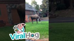 elch duscht sich im garten mit d