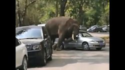 elefant hat liebeskummer