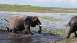 elefant scheisst elefantenbaby a