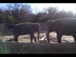 elefant will einen stock zerbrec