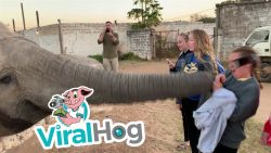 Elefant will wohl kein Foto von sich machen lassen elefant will wohl kein foto von