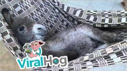 esel liegt in einer haengematte