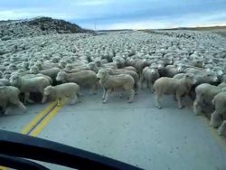 fahrt durch eine grosse schafher