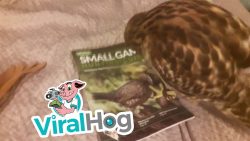 falke haelt fotos von voegeln fu