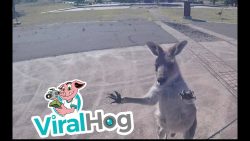 Fallschirmspringer macht Freundschaft mit Känguru fallschirmspringer macht freunds