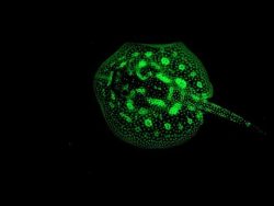 faszinierende leuchttiere dokume