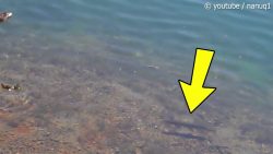 fisch frisst eine ente auf dem f