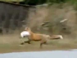 fuchs bei der arbeit