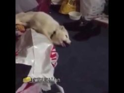 fuchs lacht total niedlich