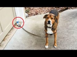 Funniest Animals - Best Of The 2020 Funny Animal Videos funniest animals best of the 202