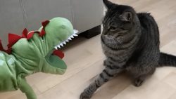 funniest cats compilation 2020