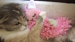 funny cats funniest and cutest c