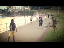 Fußball auf den Hund gekommen fussball auf den hund gekommen