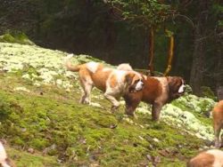 gassi gehen mit 40 bernhardinern