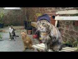 gebt den katzen lieber ihre milc