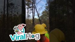 Gefällter Baum wirft mit dicken Ästen um sich gefaellter baum wirft mit dicken