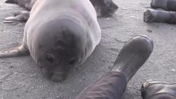 Gesundheit kleine Robbe gesundheit kleine robbe