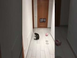 Goalkeeper Cat Blocks Ball Every Time goalkeeper cat blocks ball every