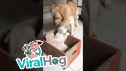 golden retriever bekommt eine we